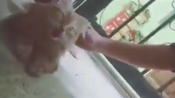 فيديو شاب يعذب قطة