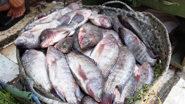 أسعار الأسماك بالقوصية
