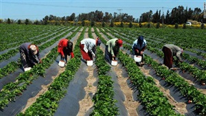 الزراعة فى السودان