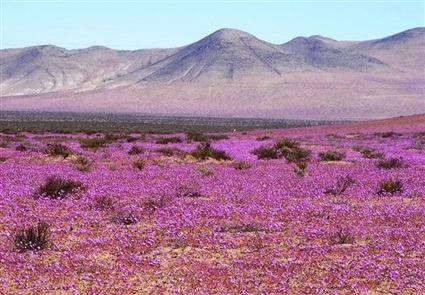 صحراء تشيلي