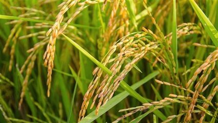 زراعة الأرز في مصر