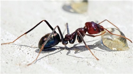 النمل الانتحاري