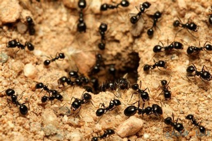 أغرب أنواع النمل