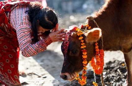 البقرة عند الهندوس