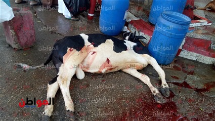 ذبح الأضاحي في مصر
