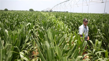 الزراعة في جنوب إفريقيا
