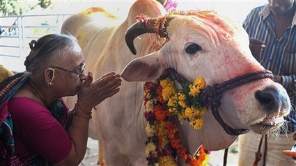عبادة البقر في الهند