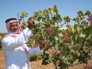 الزراعة في سيناء