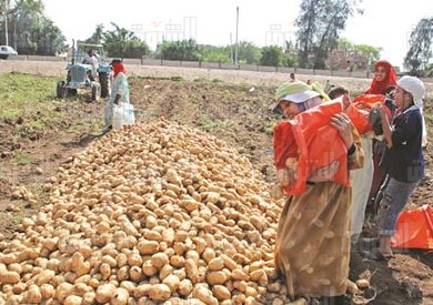 محصول البطاطس 