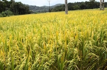 زراعة الأرز الجاف